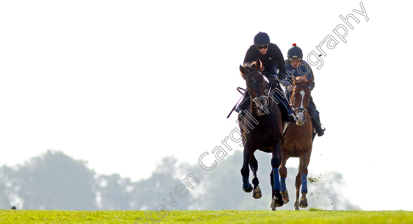 Young-Rascal-0003 
 YOUNG RASCAL (James Doyle) exercising with ORIGINAL CHOICE at Epsom Racecourse in preparation for The Investec Derby, 22 May 2018 - Pic Steven Cargill / Racingfotos.com