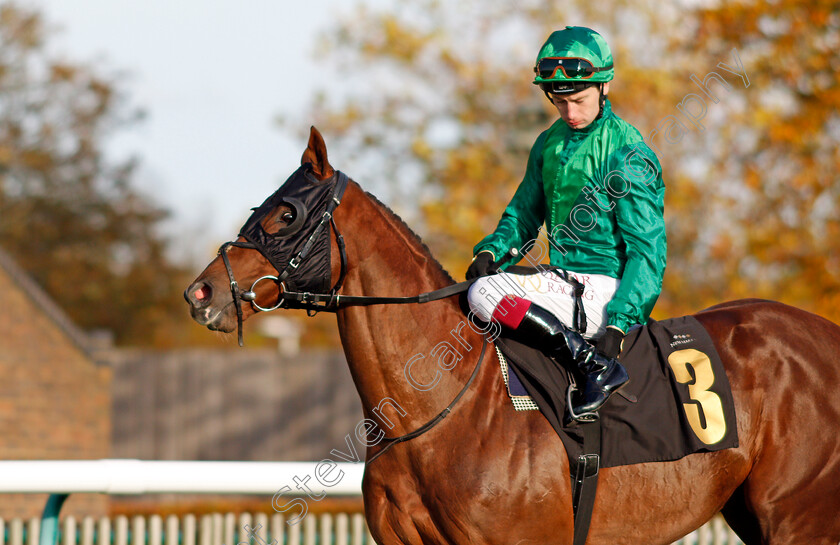 Majestic-Dawn 
 MAJESTIC DAWN (Oisin Murphy)
Newmarket 30 Oct 2021 - Pic Steven Cargill / Racingfotos.com