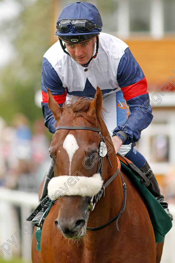 Against-The-Wind-0001 
 AGAINST THE WIND (Shane Gray)
York 22 Aug 2024 - pic Steven Cargill / Racingfotos.com