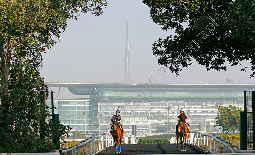 Monarchs-Glen-and-Big-Orange-0003 
 MONARCHS GLEN (left) and BIG ORANGE (right) exercising in preparation for the Dubai Turf and Gold Cup respectively, Meydan 28 Mar 2018 - Pic Steven Cargill / Racingfotos.com