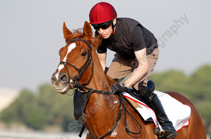 Sovereign-0006 
 SOVEREIGN training for the Bahrain International Trophy
Rashid Equestrian & Horseracing Club, Bahrain, 19 Nov 2020 - Pic Steven Cargill / Racingfotos.com