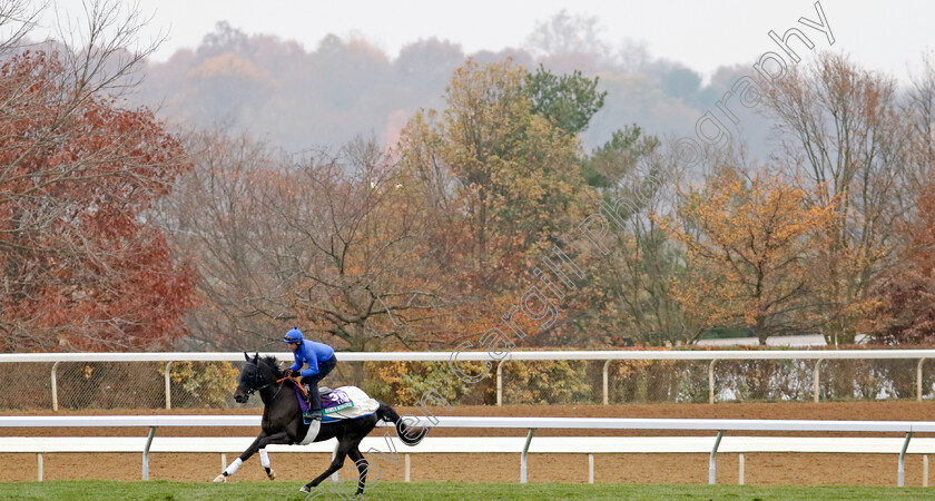 Rebel s-Romance-0001 
 REBEL'S ROMANCE training for the Breeders' Cup Turf 
Keeneland USA 2 Nov 2022 - Pic Steven Cargill / Racingfotos.com