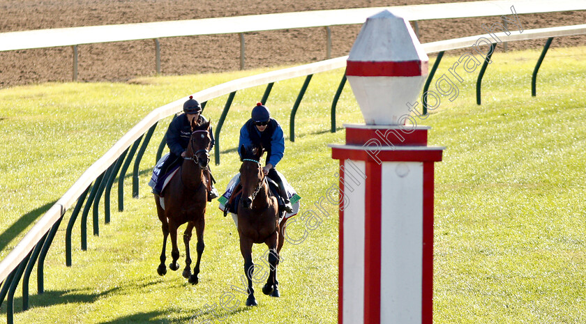 One-Master-and-Queen-Of-Bermuda-0001 
 ONE MASTER (Mile) leading QUEEN OF BERMUDA (Juvenile Turf Sprint) exercising ahead of the Breeders' Cup Mile
Churchill Downs USA 29 Oct 2018 - Pic Steven Cargill / Racingfotos.com