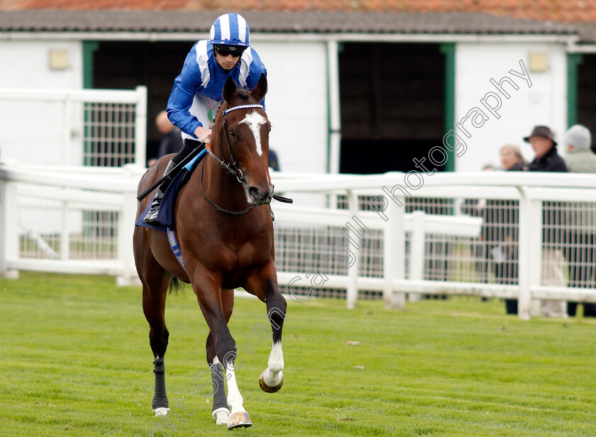 Mukaafah-0002 
 MUKAAFAH (Jack Mitchell)
Yarmouth 16 Oct 2023 - Pic Steven Cargill / Racingfotos.com