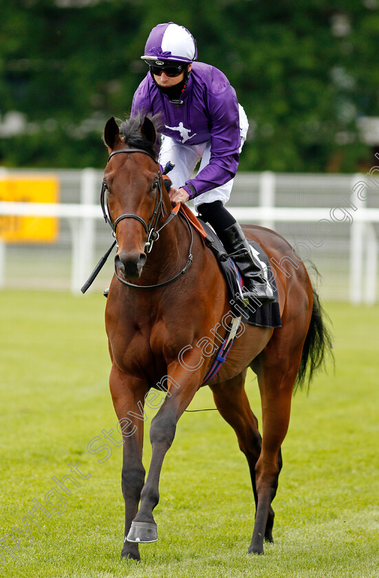 Great-Max-0001 
 GREAT MAX (Jack Mitchell) winner of The Betfair Racing Only Bettor Podcast Novice Stakes
Newbury 10 Jun 2021 - Pic Steven Cargill / Racingfotos.com