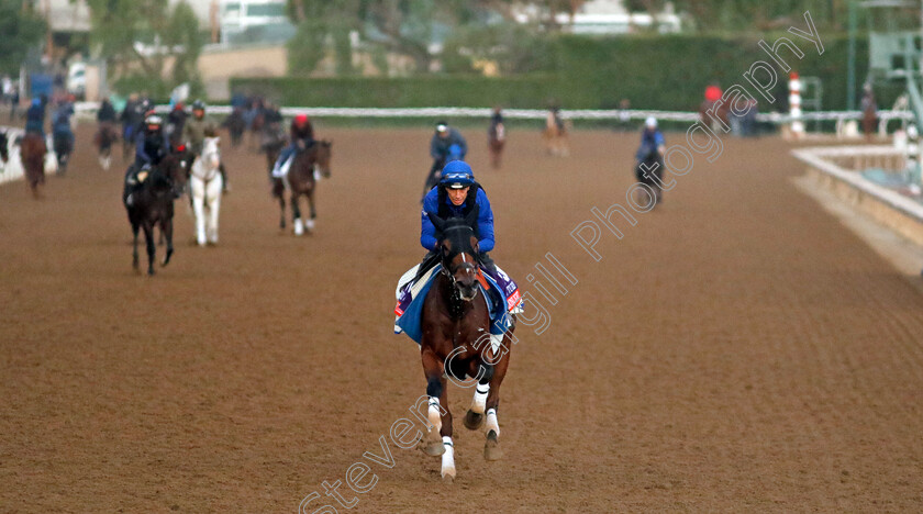 With-The-Moonlight-0003 
 WITH THE MOONLIGHT training for The Breeders' Cup Filly & Mare Turf
Santa Anita 2 Nov 2023 - Pic Steven Cargill / Racingfotos.com