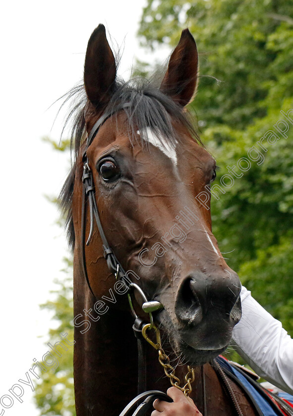 Porta-Fortuna-0013 
 PORTA FORTUNA winner of The Tattersalls Falmouth Stakes
Newmarket 12 Jul 2024 - pic Steven Cargill / Racingfotos.com