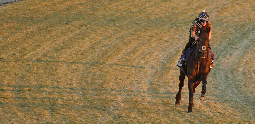 A Ali-0003 
 A'ALI training for The Breeders' Cup Juvenile Turf Sprint
Santa Anita USA 31 Oct 2019 - Pic Steven Cargill / Racingfotos.com