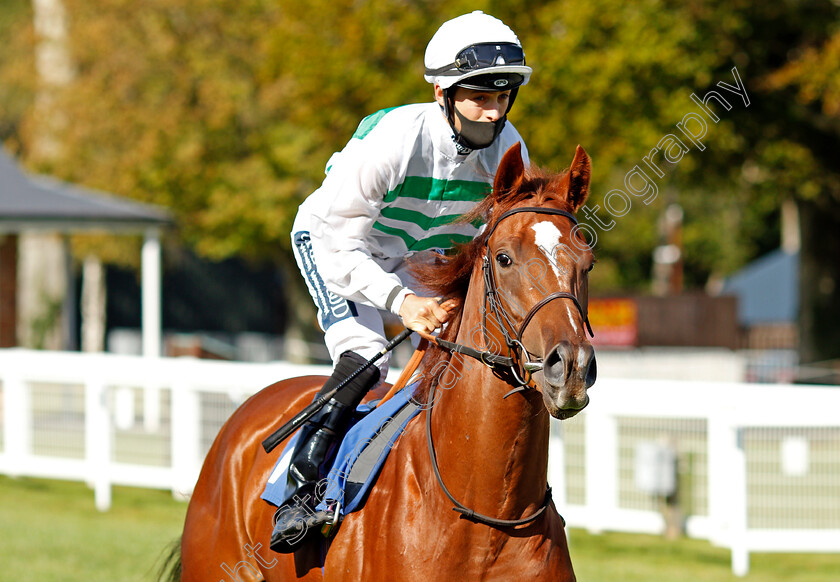 Aleas-0001 
 ALEAS (Harry Bentley)
Salisbury 1 Oct 2020 - Pic Steven Cargill / Racingfotos.com