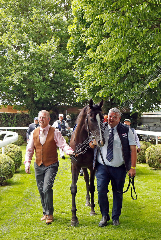 Auguste-Rodin-0023 
 AUGUSTE RODIN in the parade ring before The Betfred Derby
Epsom 3 Jun 2023 - Pic Steven Cargill / Racingfotos.com