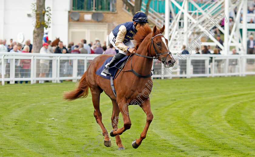 Dionysian-0001 
 DIONYSIAN (Sean Levey)
Yarmouth 13 Sep 2022 - Pic Steven Cargill / Racingfotos.com