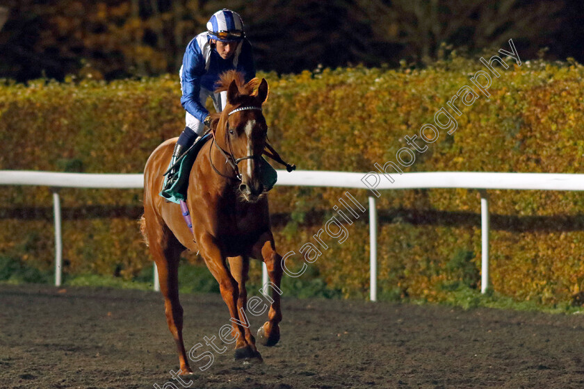 Muqinah-0001 
 MUQINAH (Jim Crowley)
Kempton 15 Nov 2023 - Pic Steven Cargill / Racingfotos.com