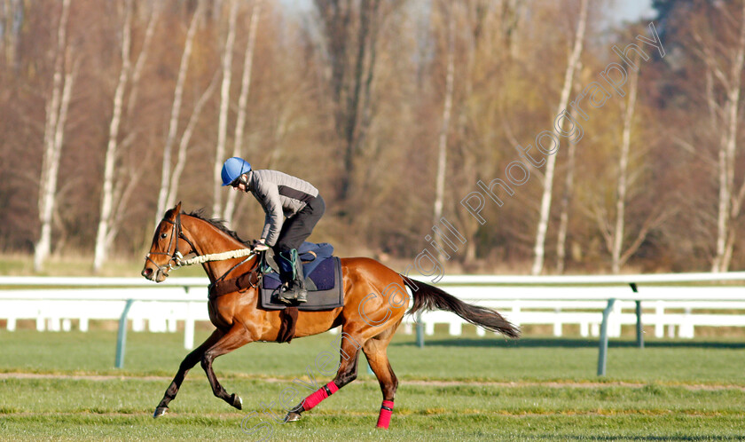 Honeysuckle-0010 
 HONEYSUCKLE exercising on the eve of the Cheltenham Festival
Cheltenham 14 Mar 2022 - Pic Steven Cargill / Racingfotos.com