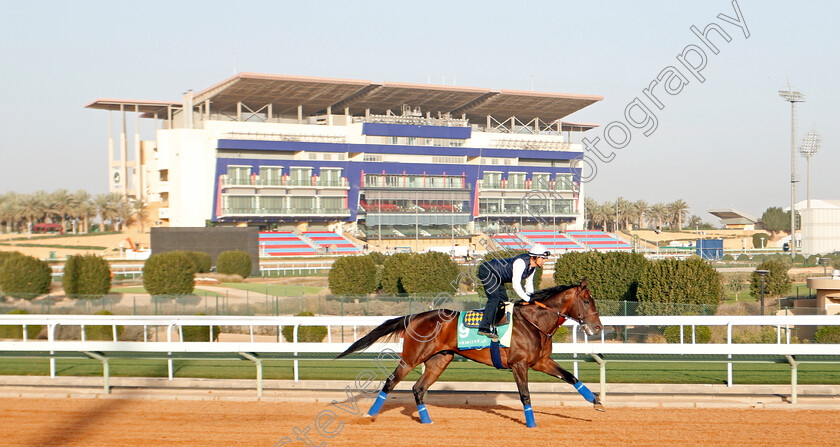 Mckinzie-0004 
 MCKINZIE preparing for the Saudi Cup
Riyadh Racecourse, Kingdom of Saudi Arabia 26 Feb 2020 - Pic Steven Cargill / Racingfotos.com