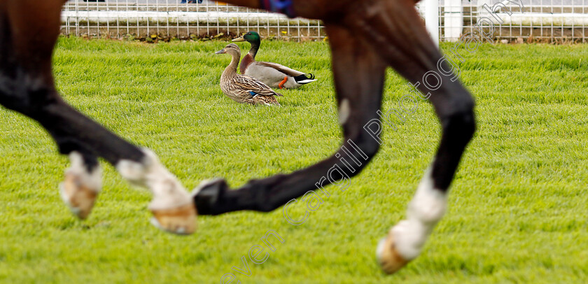 Ducks-at-Chester-0001 
 Two that didn't mind the rain sodden ground at Chester today 
Chester 10 May 2023 - Pic Steven Cargill / Racingfotos.com