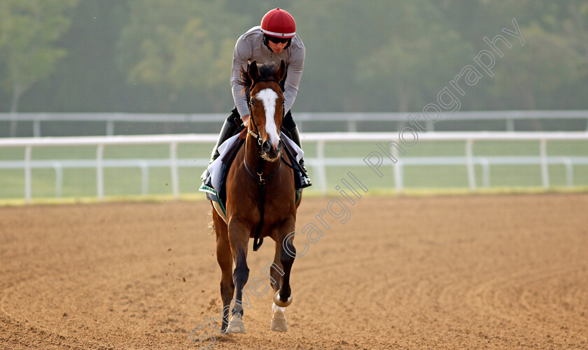 Spirit-Dancer-0002 
 SPIRIT DANCER training for The Sheema Classic
Meydan Dubai 28 Mar 2024 - Pic Steven Cargill / Racingfotos.com