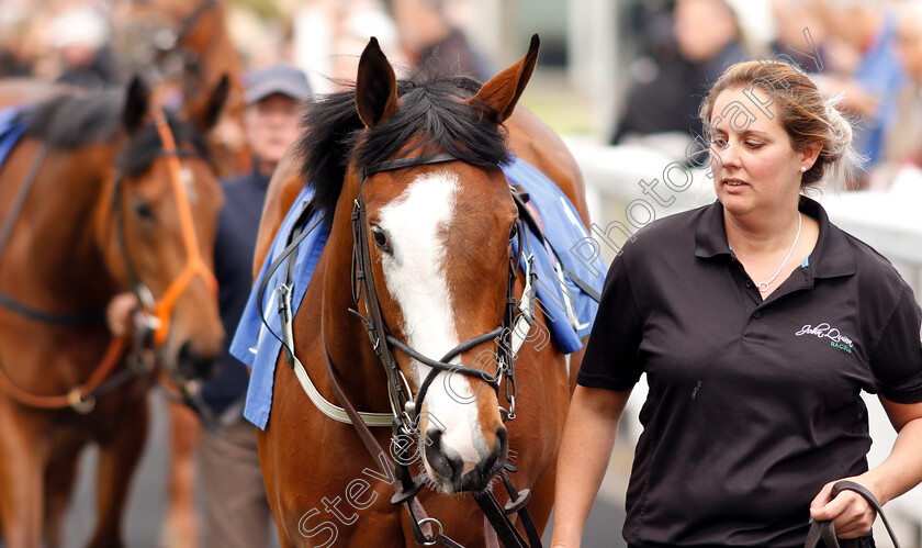 Apache-Bay-0001 
 Unusual facial markings of APACHE BAY
Nottingham 30 Apr 2019 - Pic Steven Cargill / Racingfotos.com