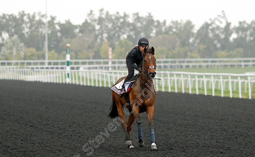 Diligent-Harry-0001 
 DILIGENT HARRY training for The Al Quoz Sprint
Meydan Dubai 26 Mar 2024 - Pic Steven Cargill / Racingfotos.com