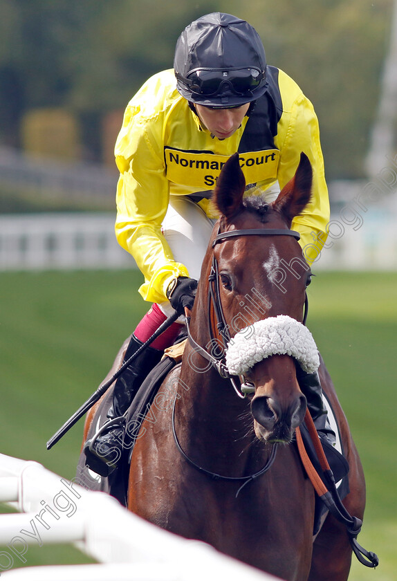 Miss-Information-0009 
 MISS INFORMATION (Oisin Murphy) winner of The Events At Ascot Christmas Parties British EBF Restricted Novice Stakes
Ascot 8 Sep 2023 - Pic Steven Cargill / Racingfotos.com