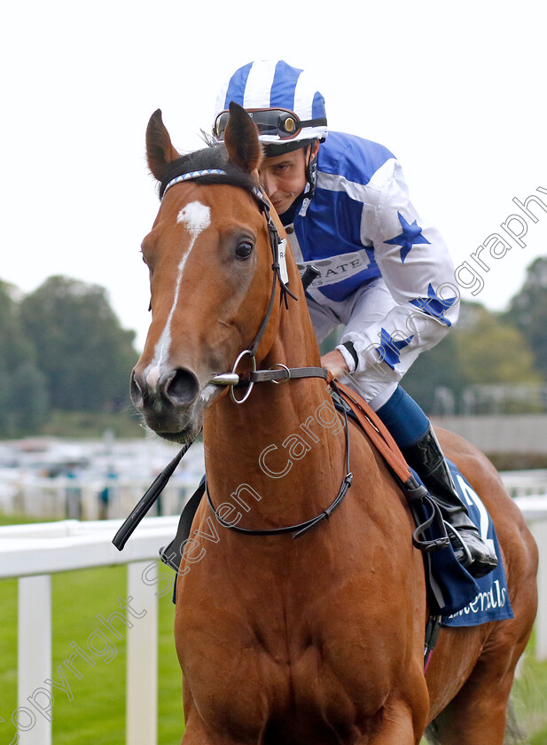 Cogitate-0001 
 COGITATE (William Buick)
York 23 Aug 2023 - Pic Steven Cargill / Racingfotos.com