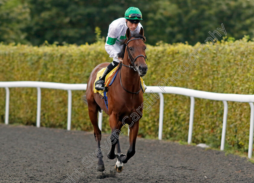 Flamenco-Bay-0001 
 FLAMENCO BAY (Kieran Shoemark)
Kempton 28 Aug 2024 - Pic Steven Cargill / Racingfotos.com