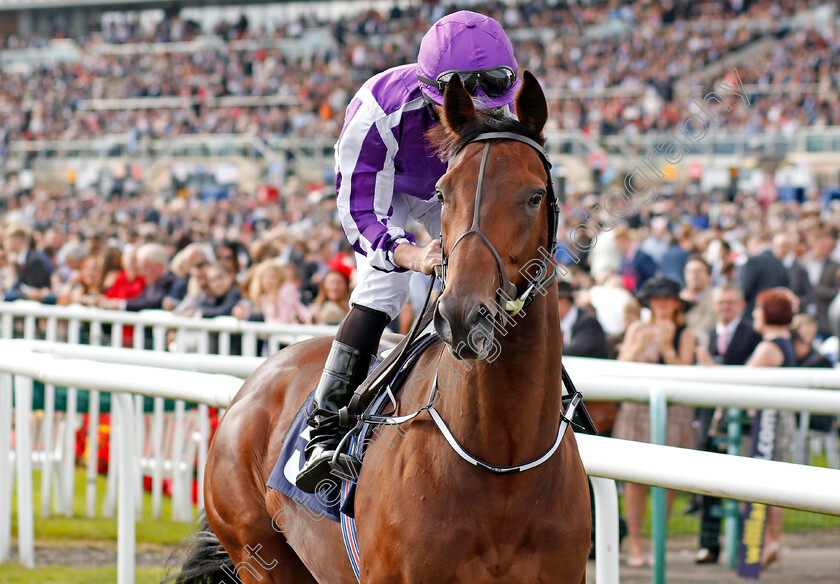 Mendelssohn-0001 
 MENDELSSOHN (Ryan Moore) Doncaster 16 Sep 2017 - Pic Steven Cargill / Racingfotos.com