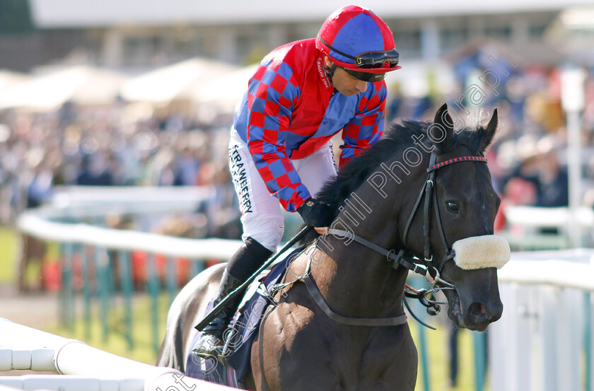 Big-Mojo-0002 
 BIG MOJO (Silvestre de Sousa)
Doncaster 13 Sep 2024 - Pic Steven Cargill / Racingfotos.com