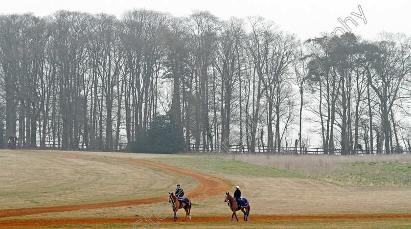 Enable-0004 
 ENABLE with lead horse LAUGH ALOUD after cantering in Newmarket 24 Mar 2018 - Pic Steven Cargill / Racingfotos.com