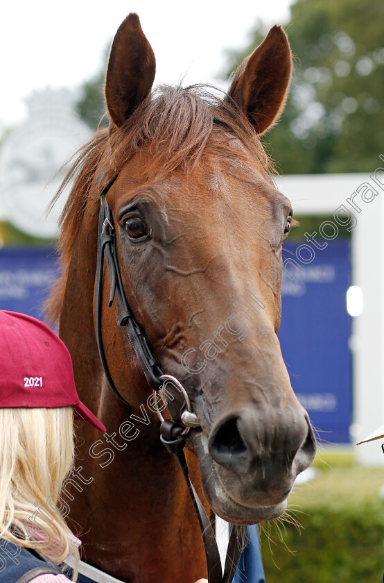 Ottoman-Emperor-0007 
 OTTOMAN EMPEROR after The John Pearce Racing Gordon Stakes
Goodwood 29 Jul 2021 - Pic Steven Cargill / Racingfotos.com