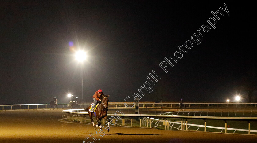 Flightline-0006 
 FLIGHTLINE training for the Breeders' Cup Classic
Keeneland USA 2 Nov 2022 - Pic Steven Cargill / Racingfotos.com