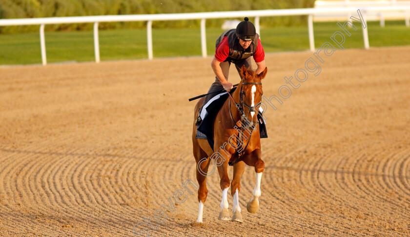 Many-A-Star-0001 
 MANY A STAR training at the Dubai Racing Carnival
Meydan 1 Mar 2024 - Pic Steven Cargill / Racingfotos.com