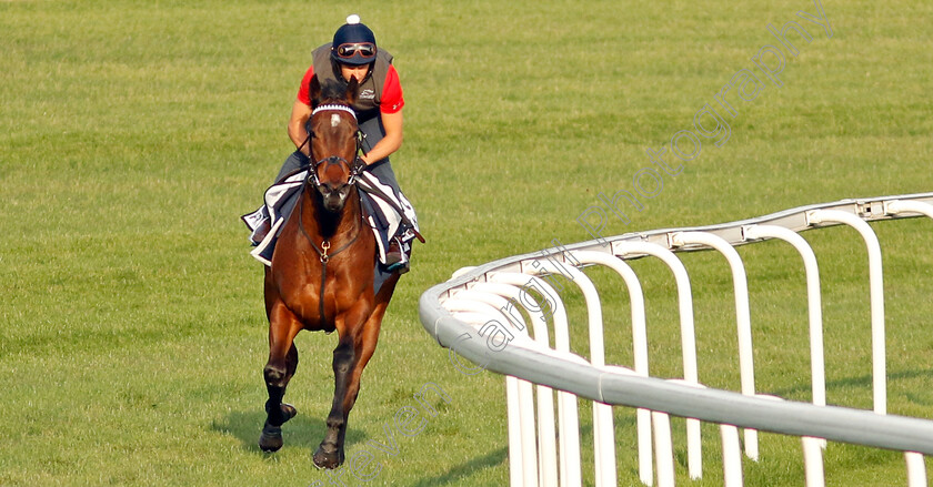 Perdika-0002 
 PERDIKA training at Meydan, Dubai
2 Feb 2023 - Pic Steven Cargill / Racingfotos.com