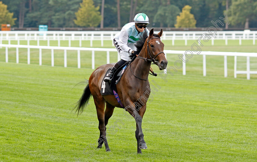 Pink-Ticket-0001 
 PINK TICKET (Saffie Osborne)
Ascot 8 Sep 2023 - Pic Steven Cargill / Racingfotos.com