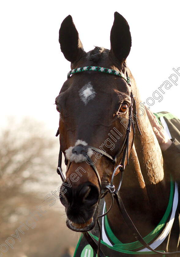 Altior-0012 
 ALTIOR after The Unibet Desert Orchid Chase
Kempton 27 Dec 2018 - Pic Steven Cargill / Racingfotos.com