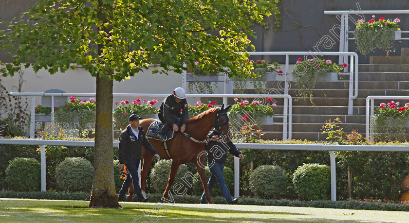 Nature-Strip-0006 
 NATURE STRIP - Australia to Ascot, preparing for the Royal Meeting, with Chris Waller
Ascot 10 Jun 2022 - Pic Steven Cargill / Racingfotos.com