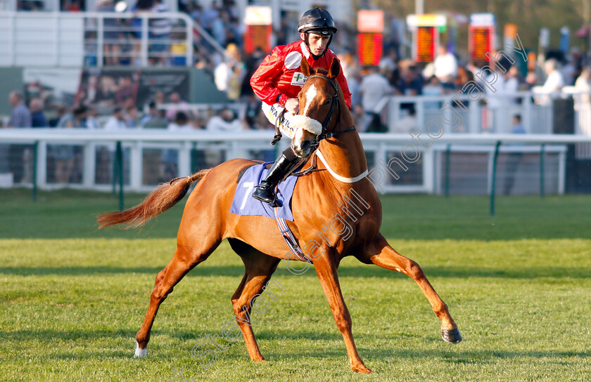 Memphis-Bleek-0001 
 MEMPHIS BLEEK (Trevor Whelan)
Nottingham 20 Apr 2019 - Pic Steven Cargill / Racingfotos.com