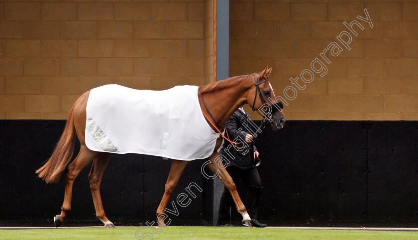 Narak-0001 
 NARAK 
Newbury 13 Jun 2019 - Pic Steven Cargill / Racingfotos.com