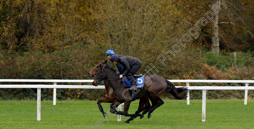 Monbeg-Genius-0001 
 MONBEG GENIUS (Derek O'Connor)
Coral Gold Cup Gallops Morning
Newbury 21 Nov 2023 - Pic Steven Cargill / Racingfotos.com