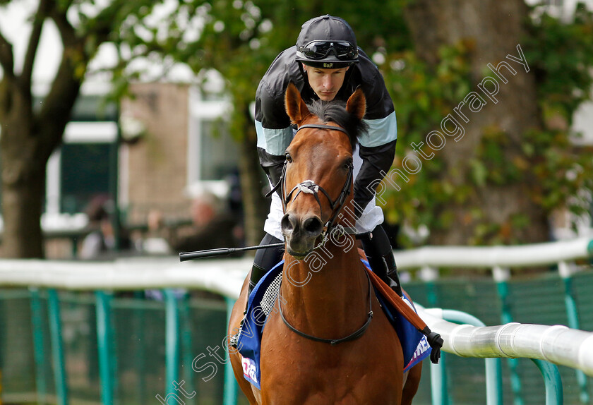 Kerdos-0013 
 KERDOS (Richard Kingscote) winner of The Betfred Temple Stakes
Haydock 25 May 2024 - Pic Steven Cargill / Racingfotos.com