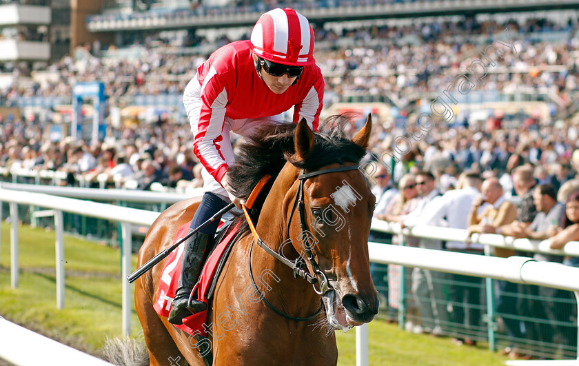 Bay-City-Roller-0006 
 BAY CITY ROLLER (Callum Shepherd) winner of The Betfred Champagne Stakes
Doncaster 14 Sep 2024 - Pic Steven Cargill / Racingfotos.com