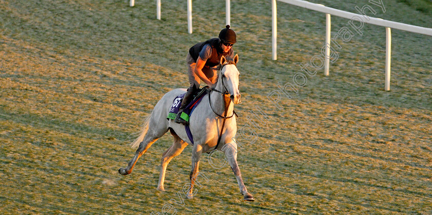 Lord-Glitters-0002 
 LORD GLITTERS training for The Breeders' Cup Mile
Santa Anita USA 31 Oct 2019 - Pic Steven Cargill / Racingfotos.com