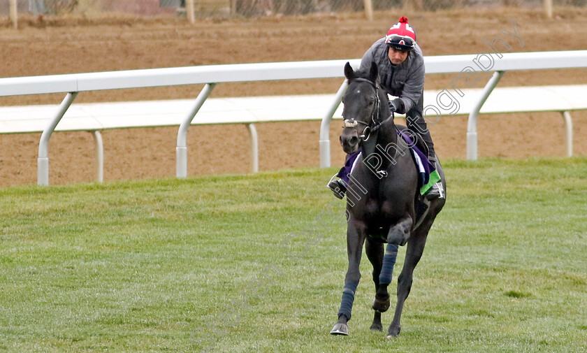 Pogo-0001 
 POGO training for the Breeders' Cup Mile
Keeneland USA 2 Nov 2022 - Pic Steven Cargill / Racingfotos.com