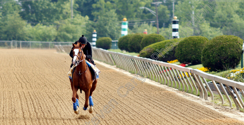 Improbable-0004 
 IMPROBABLE exercising in preparation for the Preakness Stakes
Pimlico, Baltimore USA, 16 May 2019 - Pic Steven Cargill / Racingfotos.com