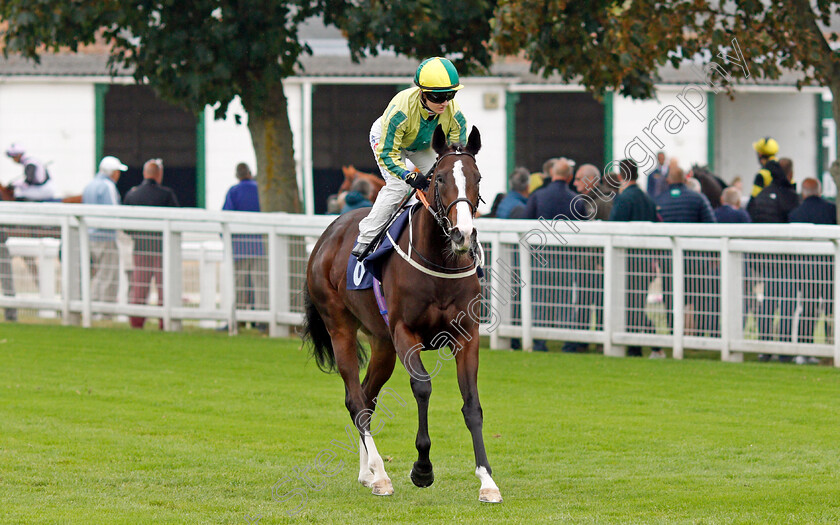 Baileys-Accolade-0001 
 BAILEYS ACCOLADE (Hollie Doyle)
Yarmouth 14 Sep 2021 - Pic Steven Cargill / Racingfotos.com