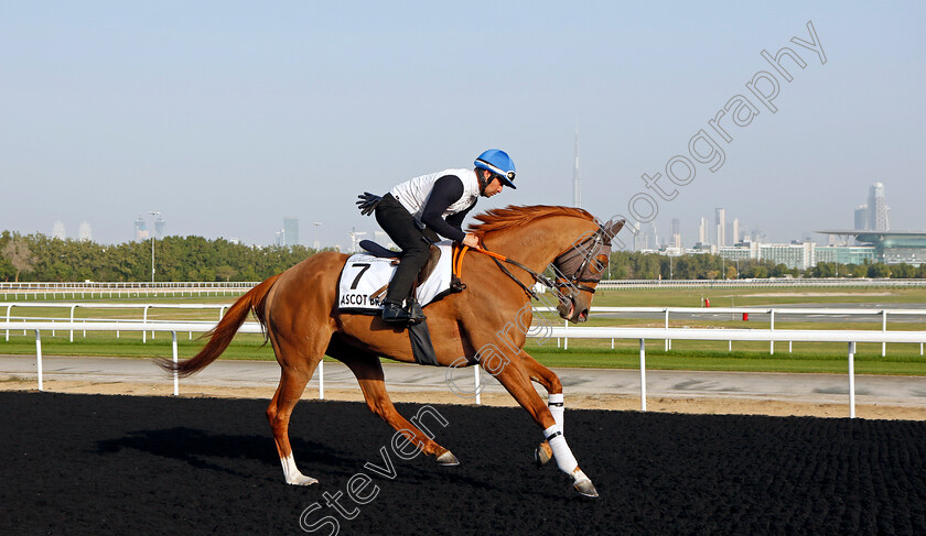 Ascot-Brass-0001 
 ASCOT BRASS training at Meydan, Dubai
2 Feb 2023 - Pic Steven Cargill / Racingfotos.com