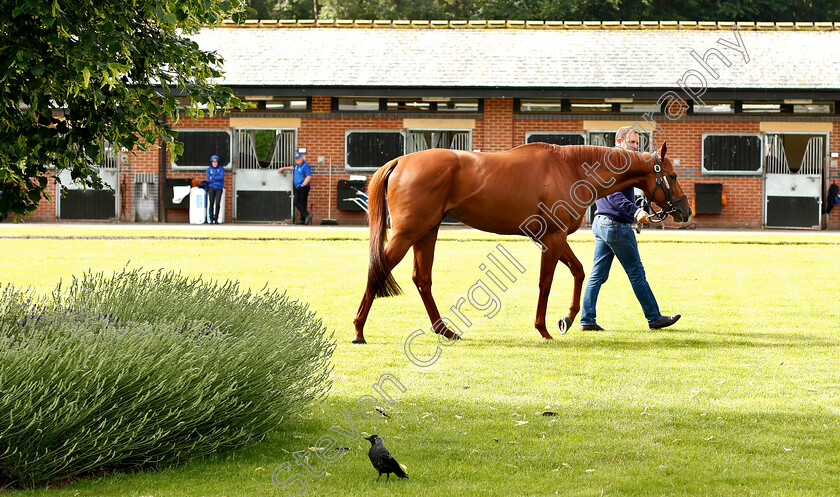 Masar-0007 
 MASAR and Charlie Appleby
Moulton Paddocks, Newmarket 28 Jun 2019 - Pic Steven Cargill / Racingfotos.com