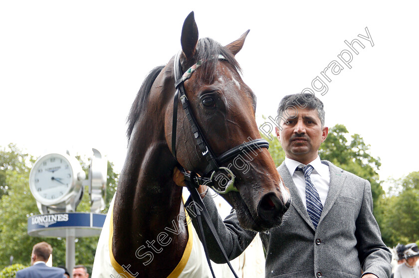 Calyx-0010 
 CALYX after The Coventry Stakes
Royal Ascot 19 Jun 2018 - Pic Steven Cargill / Racingfotos.com