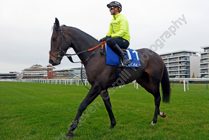 Jeriko-Du-Reponet-0001 
 JERIKO DU REPONET (Nico de Boinville)
Coral Gold Cup Gallops Morning
Newbury 21 Nov 2023 - Pic Steven Cargill / Racingfotos.com