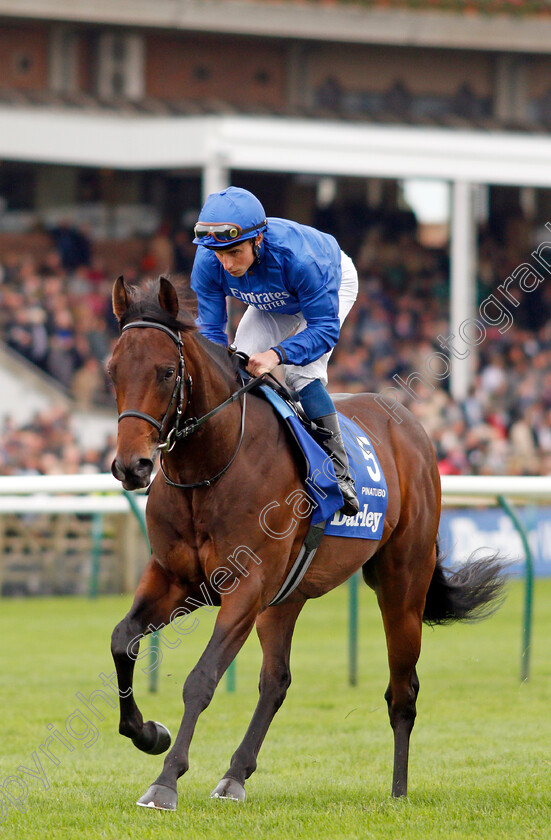 Pinatubo-0001 
 PINATUBO (William Buick) before The Darley Dewhurst Stakes
Newmarket 12 Oct 2019 - Pic Steven Cargill / Racingfotos.com