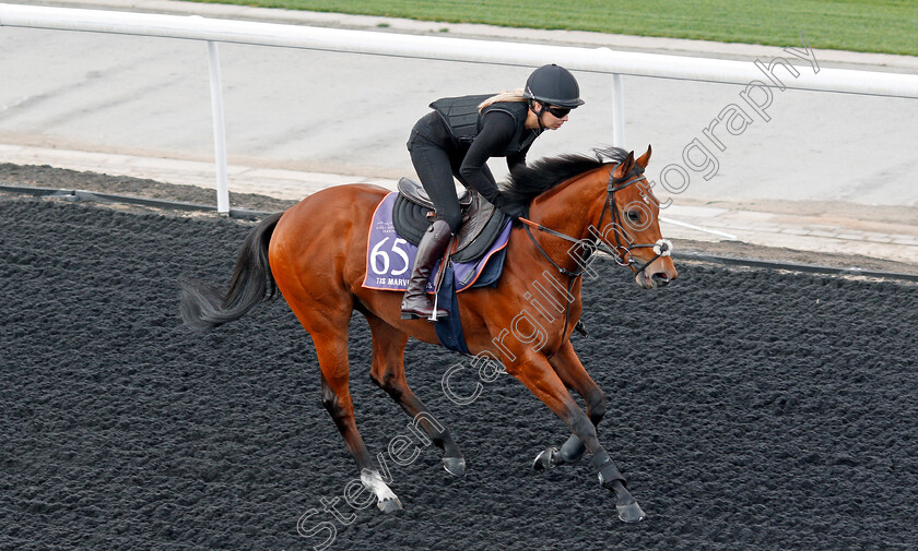 Tis-Marvellous-0001 
 TIS MARVELLOUS, trained by Clive Cox, exercising in preparation for The Dubai World Cup Carnival, Meydan 18 Jan 2018 - Pic Steven Cargill / Racingfotos.com